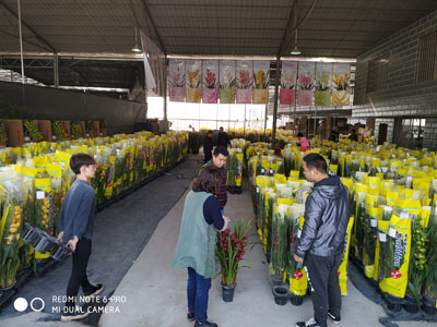 고성군은 중국 광저우 방촌화훼도매시장에서 열리고 있는 특별판매전에 고성양란을 홍보한다.