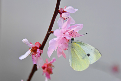 나비온실에서 꽃 꿀 빠는 나비.