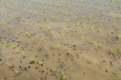 남해군이 벼 재배 농가의 제초비용 절감을 위해 우렁이 농법을 실시하는 가운데 사진은 친환경 제초용 새끼우렁이.