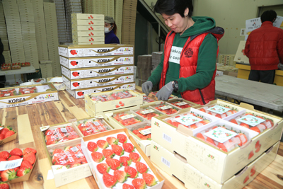조이팜 직원이 수출 딸기를 포장하고 있는 모습.