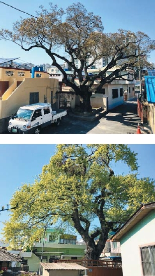옛 장유 유통의 중심지였던 김해 무계마을에는 2그루의 정자나무가 있다. 위 사진은 무계1구 정자나무, 아래는 무계2구 정자나무.