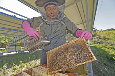 산청군이 지역 양봉농가의 생산성과 품질을 높이고자 양봉산업 육성에 전력하고 있다. 사진은 단성면에 있는 한 양봉농가의 꿀 채취 모습.