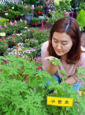 한국농수산식품유통공사 하훼사업센터가 반려식물 3총사를 추천했다. 사진은 벌레퇴치에 좋은 ‘로즈제라늄(구문초)’.