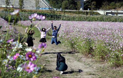 하동 북천들판에서 코스모스를 배경으로 사진을 찍고 있는 관광객들.