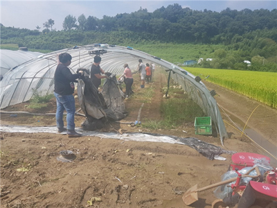지난 10일 의령군 용덕면의 한 농가에 투입된 법무부 창원준법지원센터 사회봉사명령 대상자들이 비닐하우스 철거작업을 벌이고 있다.