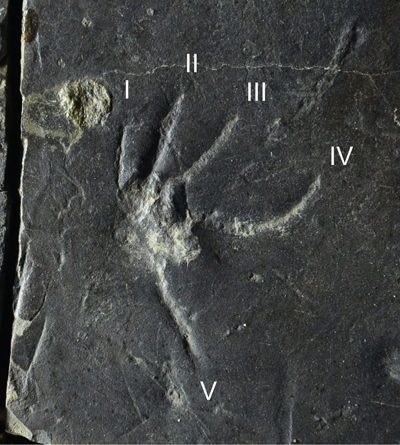 세계적인 학술지에서 호평받은 진주층 백악기 도마뱀 뒷발자국 화석.