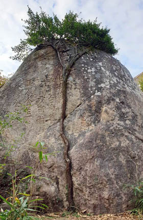 남해군 금산 정산부에서 발견된 5ｍ 높이의 줄사철나무. / 한려해상국립공원사무소