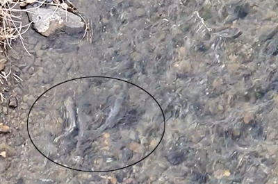 지난 25일 밀양시 밀양강 예림교에서 연어가 관찰되고 있다. / 한국강살리기네트워크