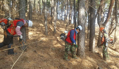 양산시 관계자들이 우량 소나무 재선충병 예방을 위해 나무주사를 시행하는 모습.