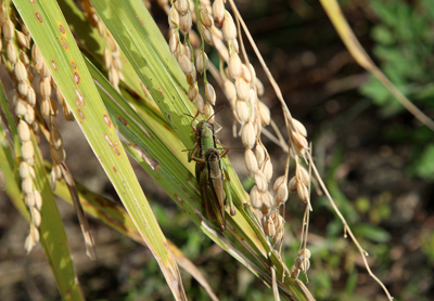 차황면 광역친환경농업단지에서 생산된 ‘메뚜기쌀’.