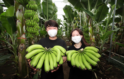 생비량면에서 생산된 유기농 바나나.