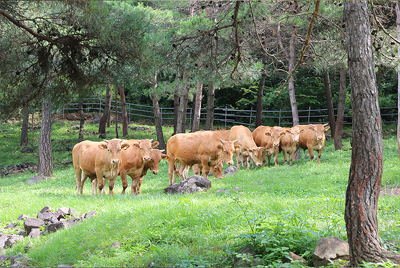 차황면 유기한우 목초지에서 소들이 풀을 뜯고 있다.