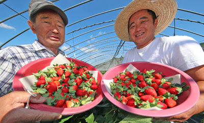 산청군 신등면 단계리 한 딸기농가에서 권현갑ㆍ영민 부자가 올해 첫 수확한 햇딸기를 선보이고 있다.