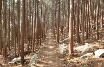 김해지역 편백숲길을 찾는 시민 발길이 늘고 있다. 수인사 삼나무길.