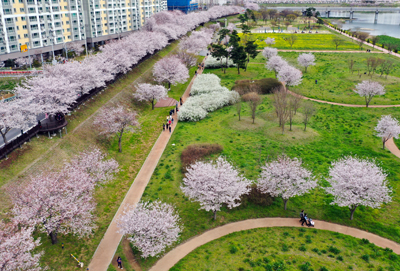 삼문동 수변공원 벚꽃길