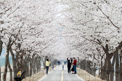 남강 명품 백리길 벚꽃터널에서 벚꽃을 배경으로 사람들이 사진을 찍고 있다.