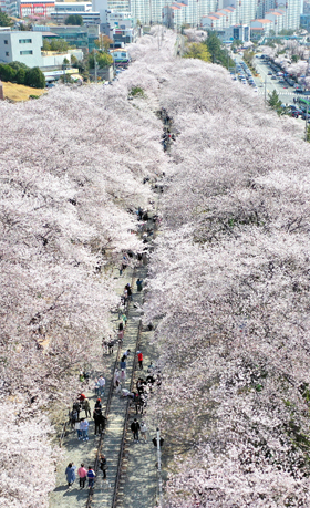 지난 3일 창원 진해구 경화역 공원을 찾은 상춘객이 벚꽃을 구경하고 있다. 연합뉴스