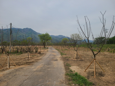 김해시가 상동 여차리에 심은 매화나무.