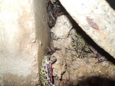 양산지역 시민단체가 사송지구에서 고립된 채 발견된 개구리와 도롱뇽.
