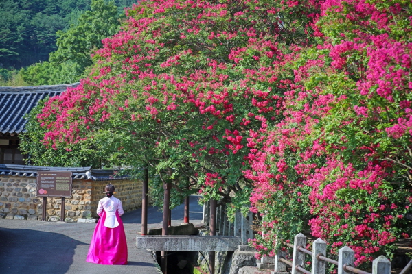 ﻿함안군 산인면 고려동 유적지에 배롱나무꽃이 활짝 펴 있다.