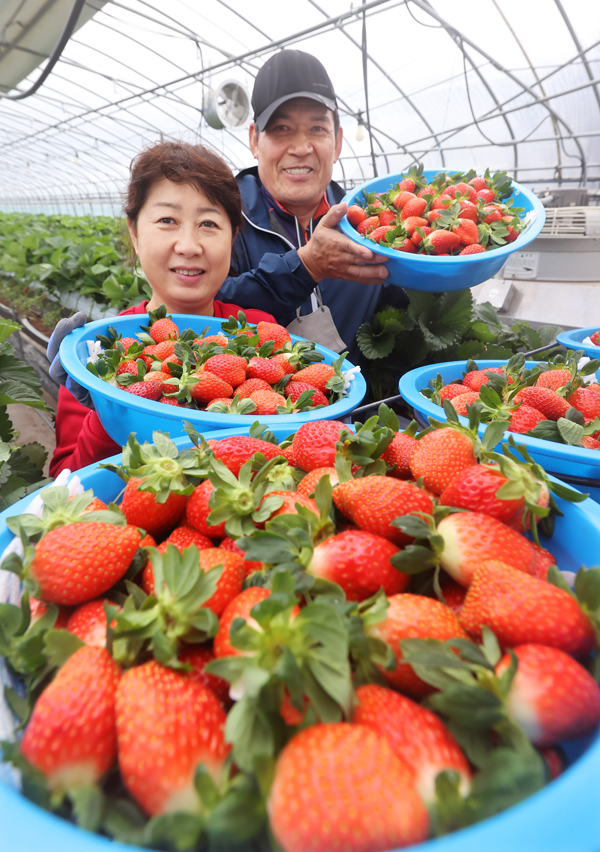 함양 `설향` 딸기 수확