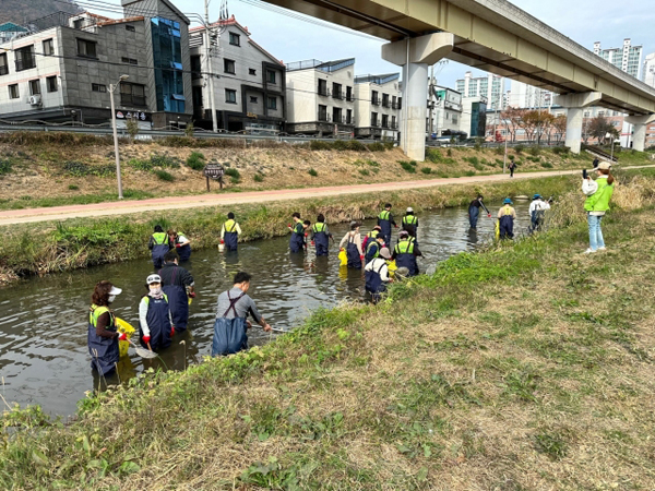 ﻿지난 19일 김해시청 공무원들이 해반천에서 폐사한 물고기를 수거하고 있는 모습.  / 김해시