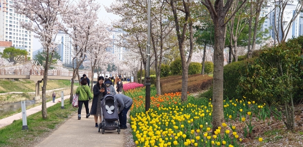 ﻿김해시 율하천 공원에서 시민들이 벚꽃과 튤립을 즐기고 있다.