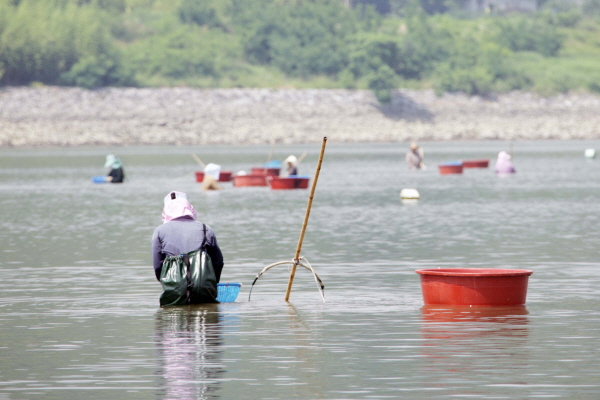 ﻿하동군이 섬진강 재첩 특성화사업을 추진한다. 사진은 섬진강에서 재첩을 채취하는 어민들.
