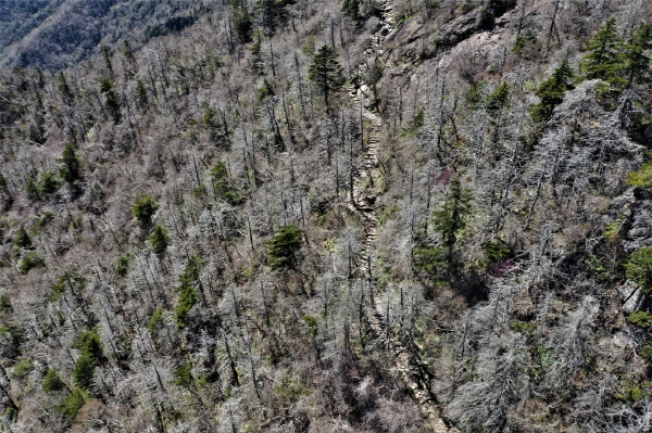 ﻿지리산 구상나무가 이상기후로 고사 위기에 몰렸다. 사진은 지리산 탐방로 인근에 고사한 구상나무 모습.  연합뉴스