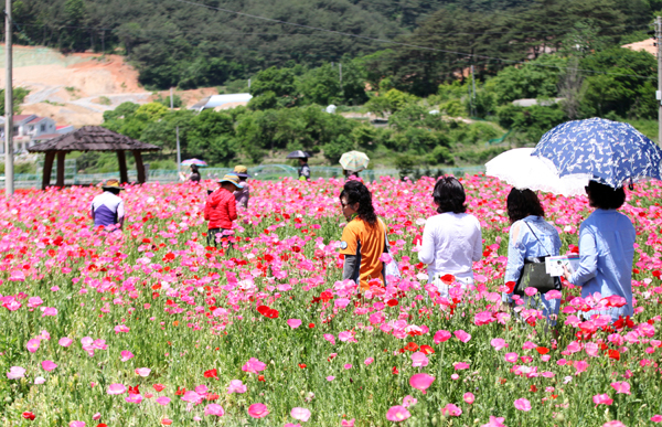 ﻿하동 북천 꽃양귀비축제에 방문한 관람객들이 꽃을 감상하고 있다.