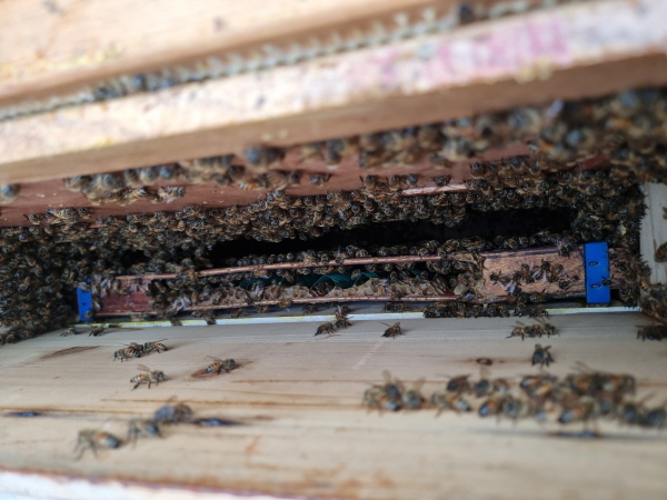 ﻿벌집 통속에 모여 꿀을 모으고 있는 꿀벌 모습.