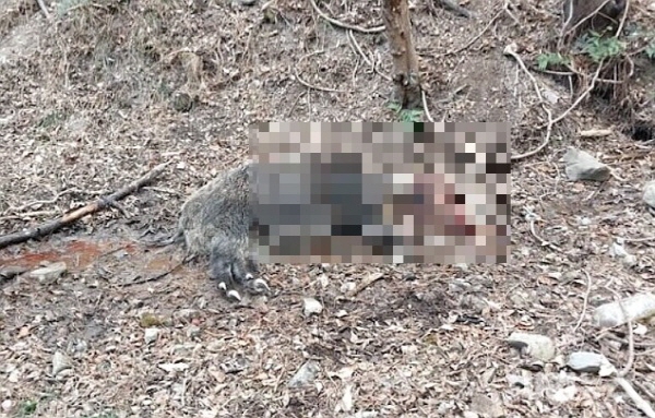 ﻿지난 6일 거제시의 한 야산에서 엽사를 공격해 사살된 멧돼지.  / 거제소방서