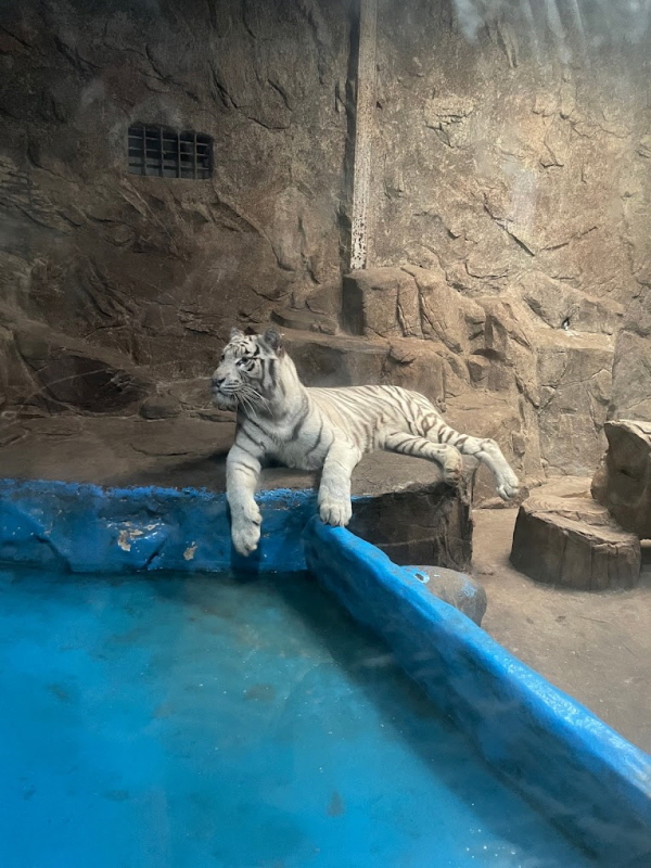﻿부경동물원 내 호랑이 한 마리가 생존을 위한 사투를 이어가고 있다.