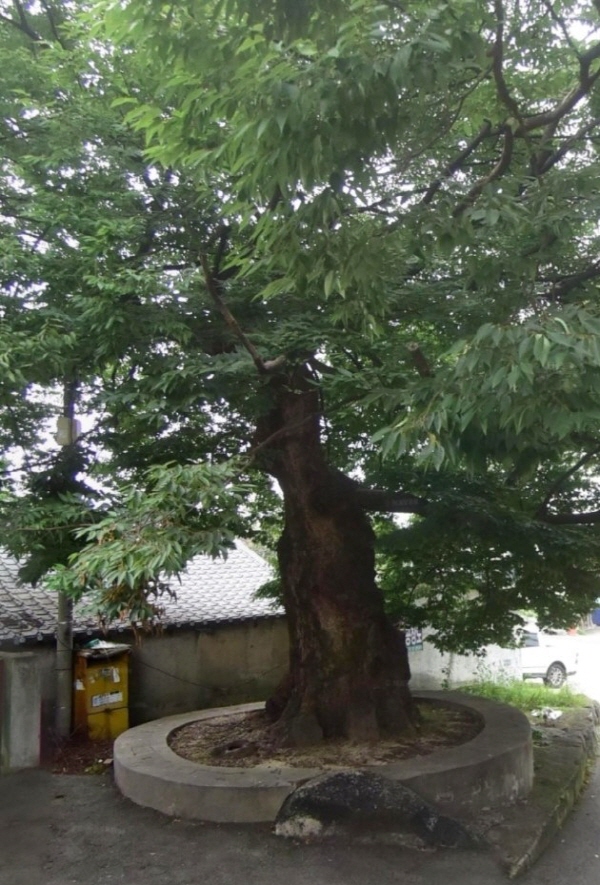 ﻿지난 2020년 8월에 촬영된 삼안동 수호신 당산할매나무.  / 네이버지도