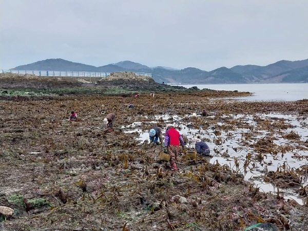﻿사천시 신수도 섬 주민들이 올봄 돌미역 풍년을 맞은 바다 물때에 맞춰 돌미역을 채취하고 있다.