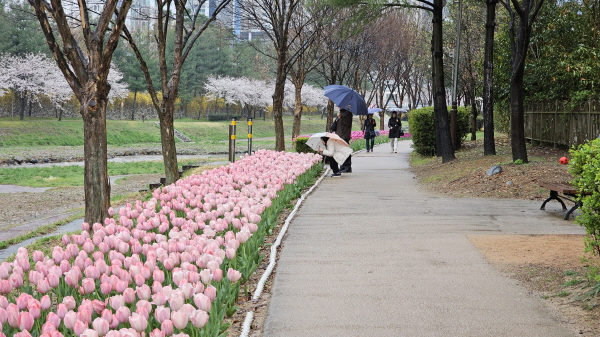 ﻿율하천 수변에 꽃을 피운 튤립 모습.